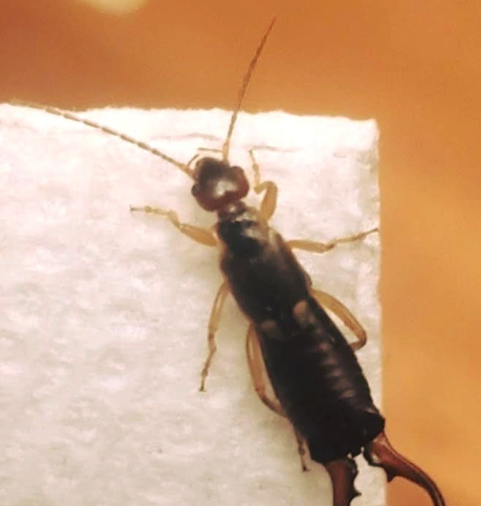 Something Bit My 7-Year-Old Son, and the Injury Looked Absolutely Horrifying